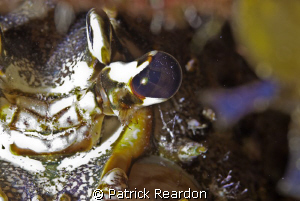 Lobster eye, up close and personal. by Patrick Reardon 